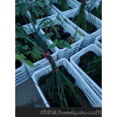供應(yīng)水生植物價格 山東水生植物批發(fā)