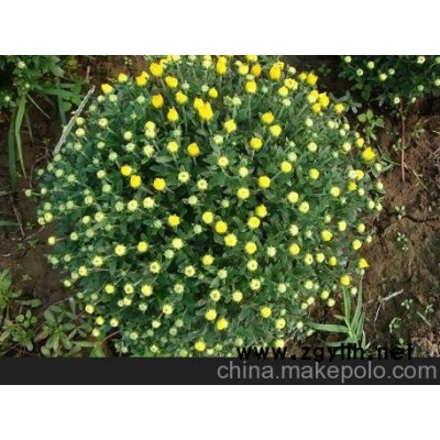 焦作草花基地 鄧州草花供應(yīng)（咨詢）