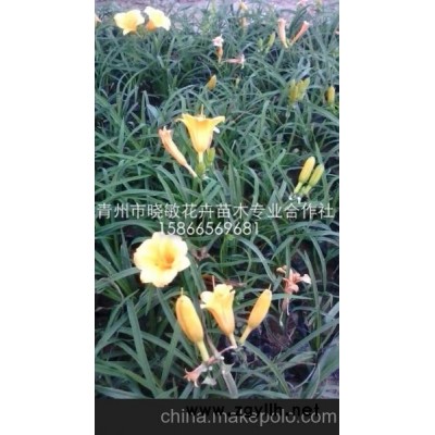 供應(yīng)宿根草花金娃娃萱草批發(fā)價(jià)格