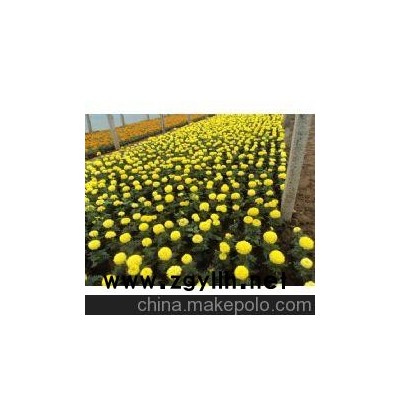 山東草花萬(wàn)壽菊 青州草花萬(wàn)壽菊