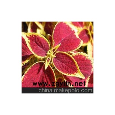 儋州青州草花批發、儋州草花供應（點擊）