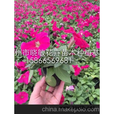 供應山東草花批發價格