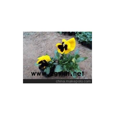 蘇州草花基地_東臺四季草花（高清圖）