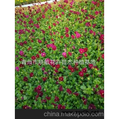角瑾價格 春季草花角瑾批發