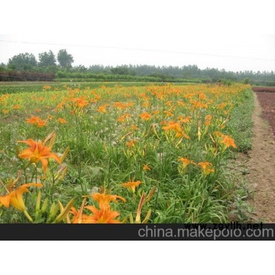 供應宿根草花批發價格 宿根草花報價
