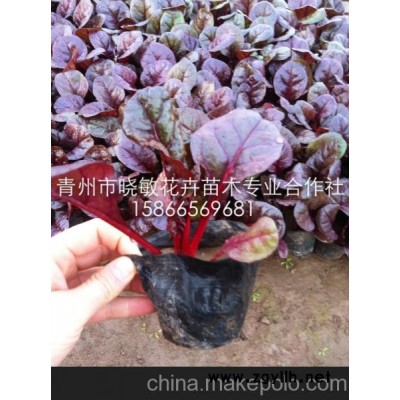 供應(yīng)冬季耐寒的綠化草花