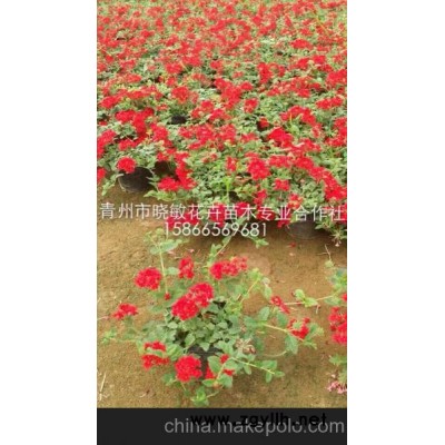 美女櫻價格 青州美女櫻價格 供應(yīng)草花 供應(yīng)美女櫻 四季草花基地