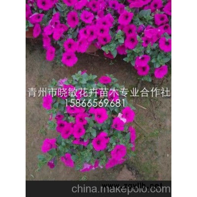 草花矮牽牛 垂吊牽牛 草花價格 青州草花種植基地