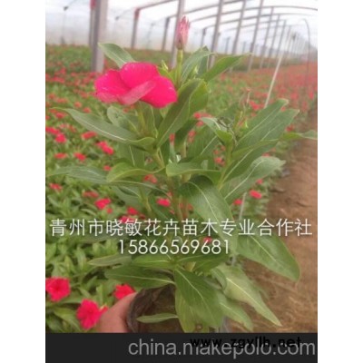 五一用的草花 十一用的草花 草本花卉 長春花 長春花價格