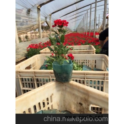 山東綠化草花 綠化草花價格 山東草花價格
