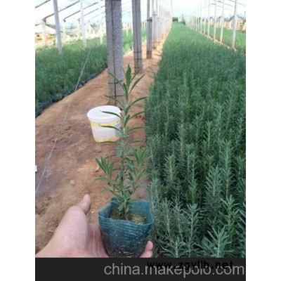 供應薰衣草價格 青州薰衣草價格 供應草花 青州花卉市場