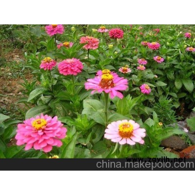 建陽草花供應、建甌草花供應（咨詢）