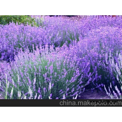 山東薰衣草批發 薰衣草種植基地