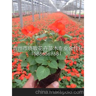供應四季草花批發基地