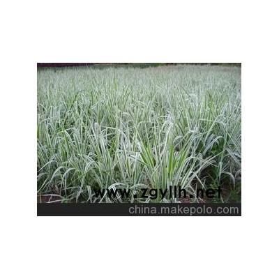 供應綠化草花玉帶草批發價格