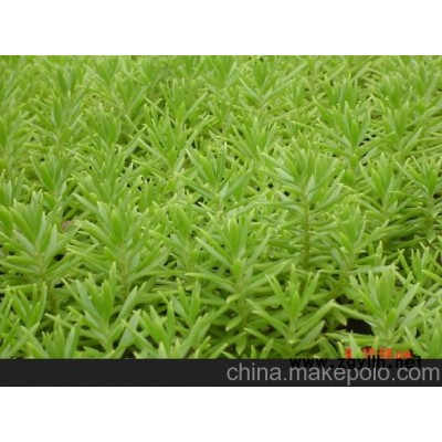 供應(yīng)綠化佛甲草種植基地