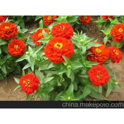 山東百日草價格 百日草批發(fā) 綠化草花百日草批發(fā)