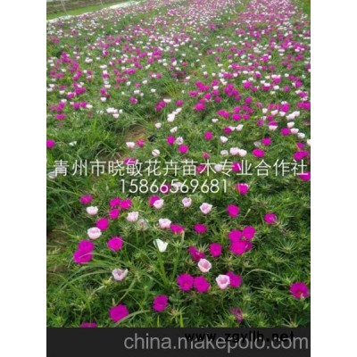 山東綠化草花 綠化草花價格 山東草花批發(fā)