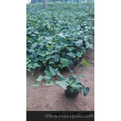 陸豐四季草花_普寧青州草花批發(fā)（查看）