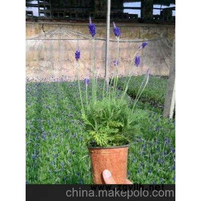 根河青州草花批發、巴彥淖爾草花供應（優惠）