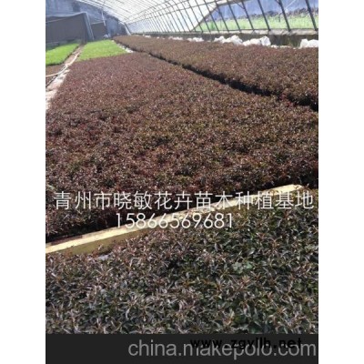 供應綠化草花批發 供應綠化草花價格