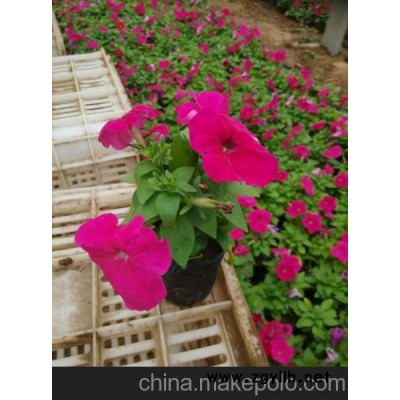 青州黃樓花卉市場 供應青州草花價格