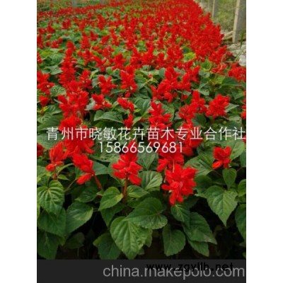 供應(yīng)山東草花一串紅批發(fā)基地