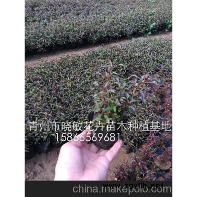 供應五色草批發廠家 五色草種植基地
