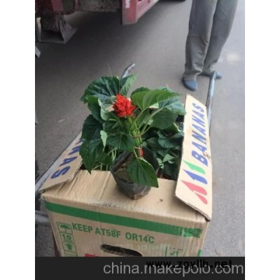 一串紅價格 山東草花一串紅批發 已轉紅基地