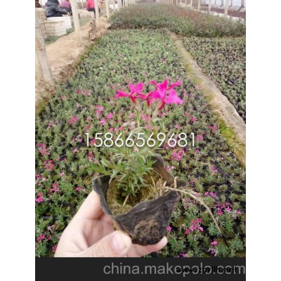 供應叢生福祿考價格 宿根草花批發基地