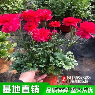 多花毛茛批發(fā)基地_大花芹菜茛價(jià)格_草花廠價(jià)_花壇綠植_名川園藝