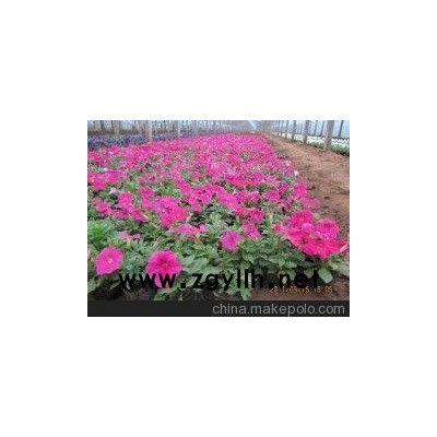 亳州草花種植基地_黃山四季草花（查看）