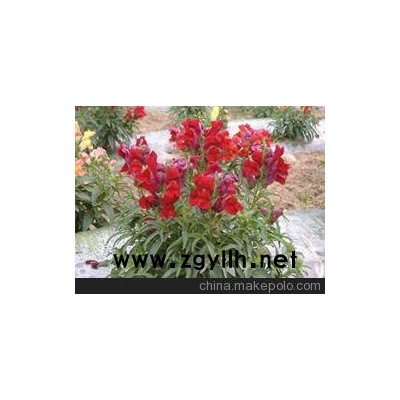 興寧草花批發_梅州草花供應（必看）