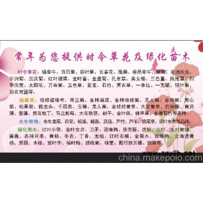 山東青州綠化草花矮牽牛