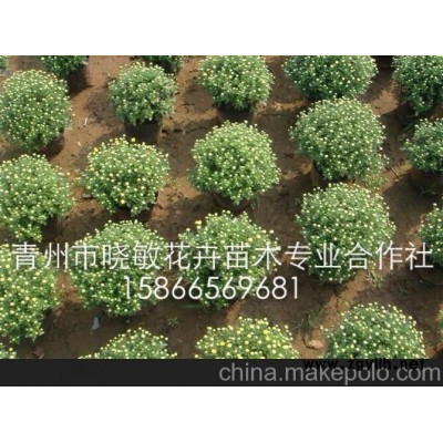 供應國慶菊可以種的草花