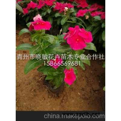 山東長春花 青州長春花價格 長春花批發