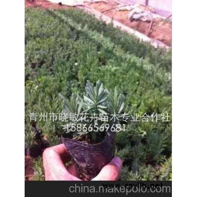 宿根薰衣草 薰衣草盆栽苗 薰衣草小苗