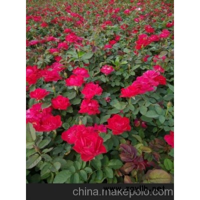 供應綠化草花苗木市場