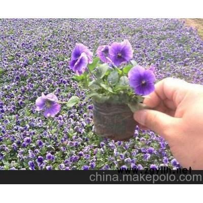 山東省青州市向陽花卉苗木專業(yè)合作社 重慶地區(qū)三色堇現(xiàn)在價格
