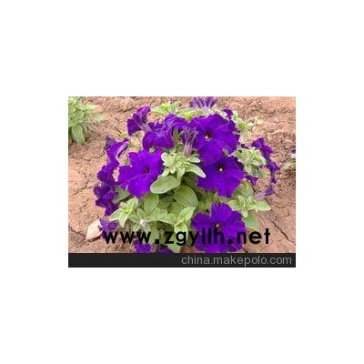 福建四季草花、莆田草花供應(yīng)（免費(fèi)咨詢(xún)）