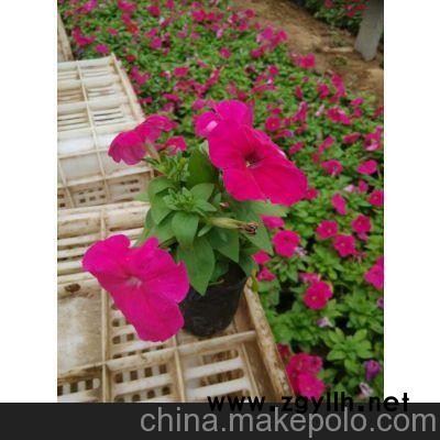 漢中草花批發(fā)、渭南草花批發(fā)（在線咨詢(xún)）