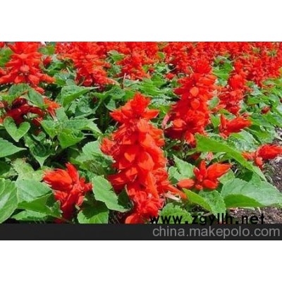 句容草花供應(yīng) 海門(mén)草花批發(fā)（高清圖）
