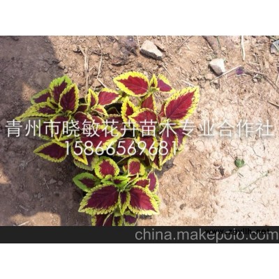 供應草花孔雀草批發基地