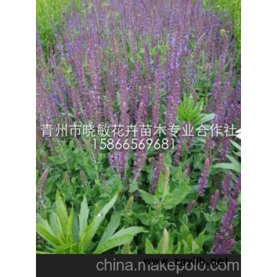 供應宿根花卉薰衣草 供應鼠尾草價格 供應宿根花卉