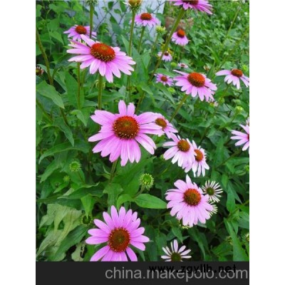 內(nèi)蒙古宿根草花松果菊｛經(jīng)紀｝