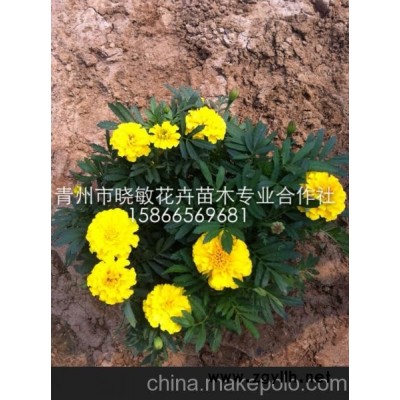 供應綠化草花孔雀草價格