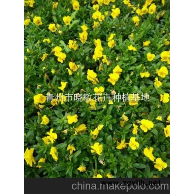 山東草花角瑾批發價格 角瑾種植基地