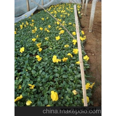 好好好！！三色堇新報(bào)價(jià)山東向陽(yáng)花卉提供