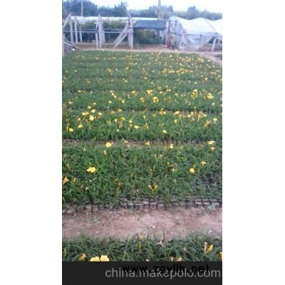 供應萱草價格 青州萱草價格 山東萱草價格