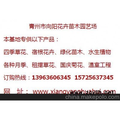 淄博馬鞭草繁育基地-向陽園藝供應(yīng)